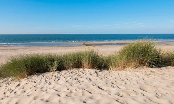 オランダのゼーラント州にある堤防 砂と草の海岸線 — ストック写真