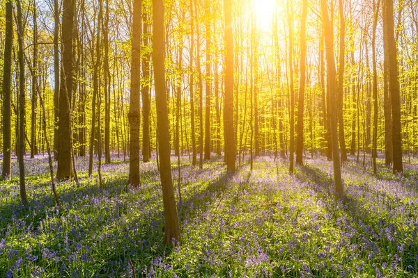 Late Evening Sun Beams Clump Beech Trees Bluebells — Stock Photo, Image
