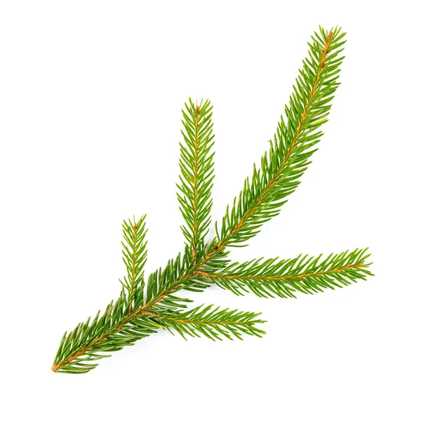 Spruce Fir White Background — Stock Photo, Image