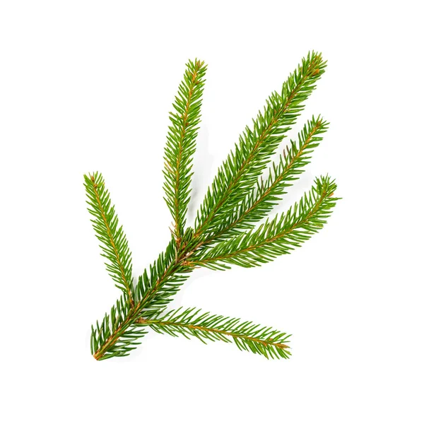 Green Lush Spruce Branch Fir Branches White Background — Stock Photo, Image