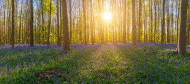 Akşamın geç saatlerinde güneş, hallerbos içinde kayın ağaçlarının arasından ışıldar. Yaban çanı panorama halısını aydınlatır.