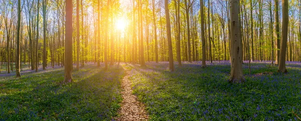 Caminho Para Floresta Hallerbos Primavera Pôr Sol Panorama — Fotografia de Stock