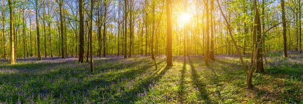 Silent Hallerbos Forest in spring with beautiful bright sun rays panorama