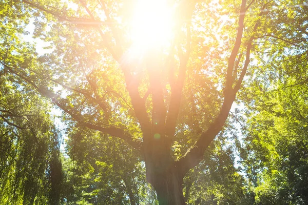 Ηλιαχτίδες Λάμπουν Ανάμεσα Μια Κορυφή Δέντρου Την Άνοιξη — Φωτογραφία Αρχείου