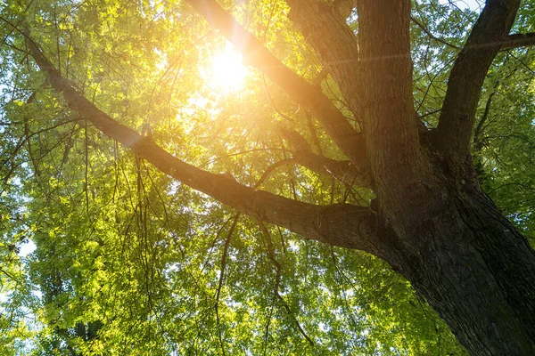 Ήλιος Λάμπει Ανάμεσα Μια Κορυφή Δέντρου — Φωτογραφία Αρχείου