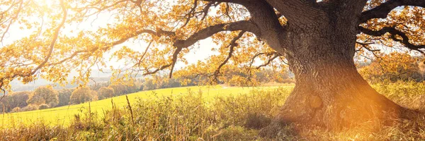 Zlaté Podzimní Slunce Dopadá Přes Dub Panorama — Stock fotografie