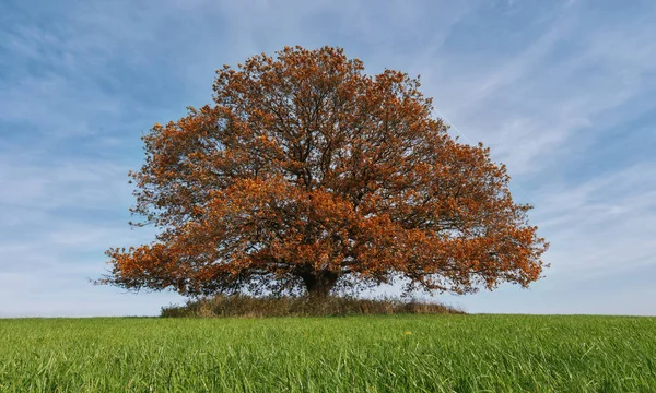 秋の一人で青空の広がる畑に古いオークの木 — ストック写真