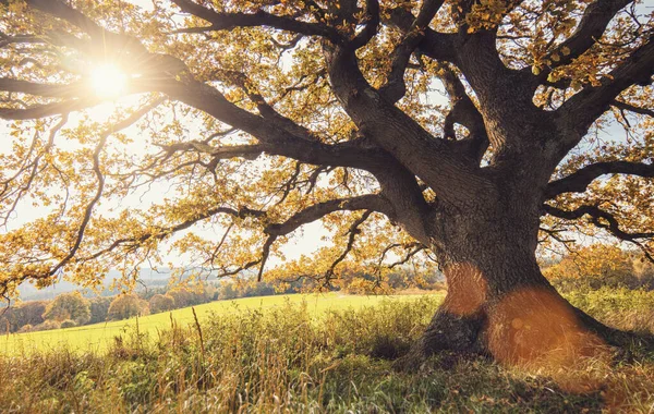 秋の古いオークの木 — ストック写真