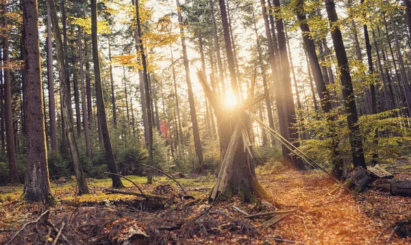 太陽の光が差し込む秋の森 — ストック写真