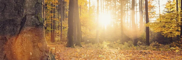 Панорама Великолепного Леса Осенью Живописный Пейзаж Теплым Солнечным Светом — стоковое фото
