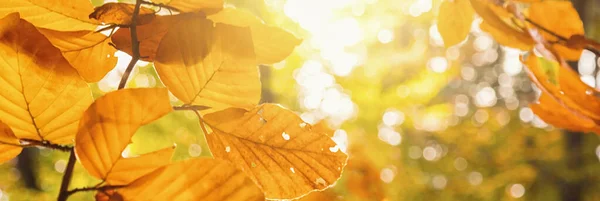 Herfst Beuken Bladeren Versieren Een Prachtige Natuur Achtergrond Met Bos — Stockfoto