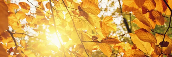 Gouden Herfst Scene Banner Een Park Met Kleurrijke Bladeren Explosief — Stockfoto