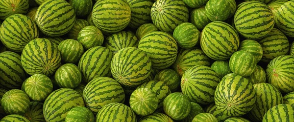 Veel Grote Zoete Groene Watermeloenen — Stockfoto