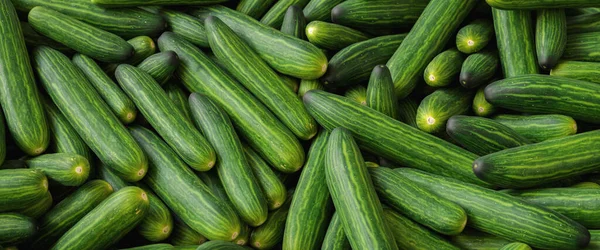 Groene Komkommers Plank Supermarkt Biologisch Eten Landbouw Retailer Farmer Voedsel — Stockfoto