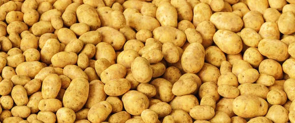 Patatas Jóvenes Orgánicas Frescas Una Pila Comida Vegana —  Fotos de Stock