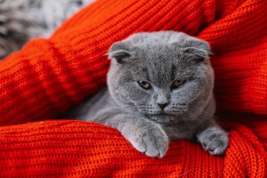 Kollarında sevimli tüylü kedisi olan bir kadın. Gri sevimli İskoç kedi yavrusu. Evcil hayvanlar ve yaşam tarzı konsepti.