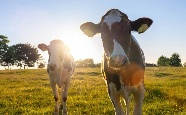 Vacas Campo Uma Vaca Olhar Para Câmara Durante Pôr Sol — Fotografia de Stock
