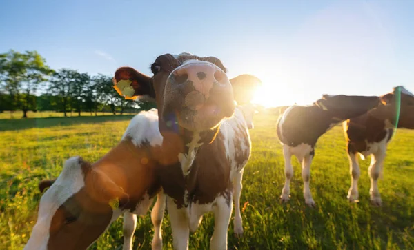Kühe Auf Dem Feld Eine Kuh Blickt Abends Bei Sonnenuntergang — Stockfoto