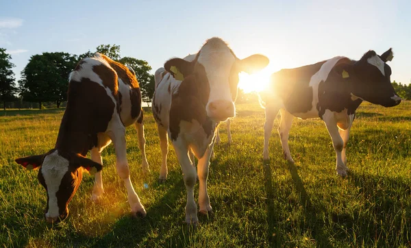 Vacas Pretas Brancas Campo Gramado Pôr Sol Brilhante Alemanha — Fotografia de Stock