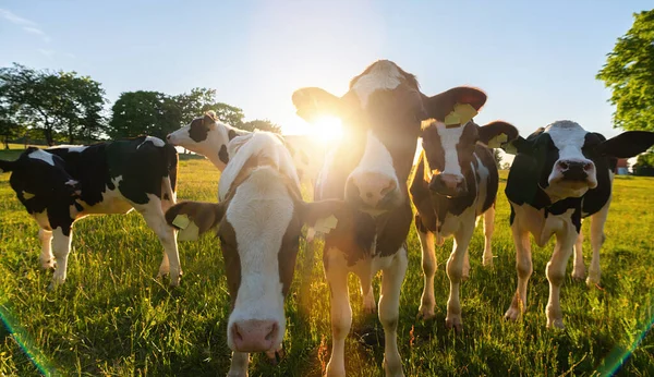 Grupo Vacas Reunidas Num Campo Pôr Sol Nos Países Baixos — Fotografia de Stock