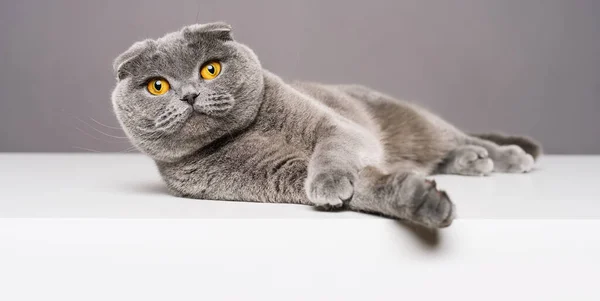 Scottish Fold British Shorthair Cat Rest White Table Looking Camera — Stock Photo, Image