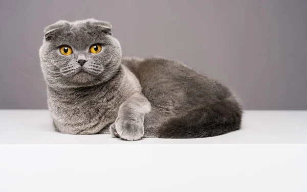 Scottish Fold British Shorthair Cat Sits White Table Looking Camera — Stock Photo, Image