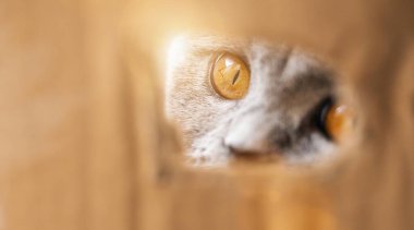 İngiliz Shorthair karton bir kutunun içindeki delikten meraklı görünüyor.