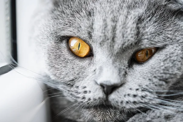 British Shorthair Kot Leżący Białym Oknie Żółtymi Oczami Patrząc Aparat — Zdjęcie stockowe
