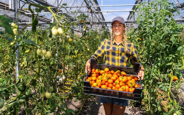 Happy female farmer with basket of ripe red cherry tomatoes and meat tomatoes in greenhouse. Farmer Growing tomatoes, Vegetable Greenhouse with tomatoes, Healthy food production and Copy Space.