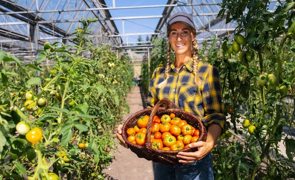stock image Happy female farmer with basket of ripe red cherry tomatoes and meat tomatoes in greenhouse. Farmer Growing tomatoes, Vegetable Greenhouse with tomatoes, Healthy food production and Copy Space.