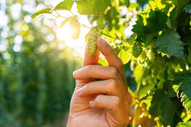 Çiftçi, bira ve ekmek yapmak için olgun kozalakları kontrol ediyor. Almanya Bavyera 'daki Hops sahasında.