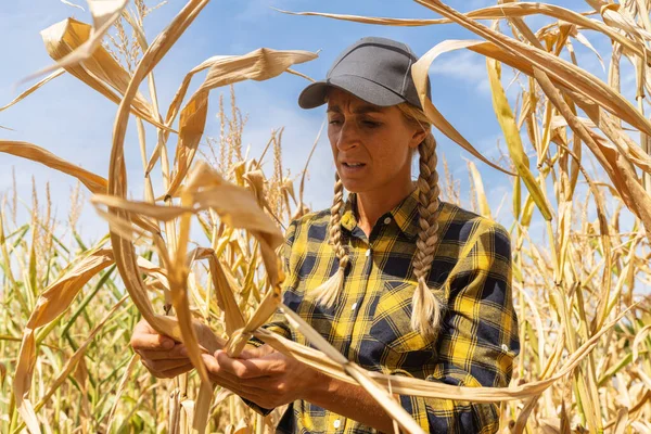 stock image Farmer control quality after drought before harvest. Agronomist in corn field. Agricultural activity and climate change concept image