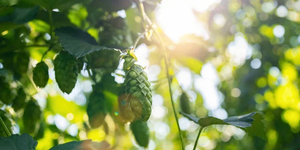 太陽の光が差し込むビールやパンを作るためのホップコーン農業の背景 — ストック写真