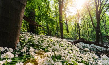 Kayın ormanında parlak güneş ışığı olan yabani sarımsak tarlası