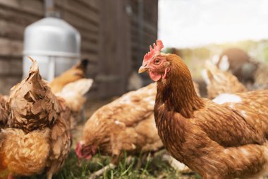 Hen evindeki hens. Biyo çiftlikteki hen'ler. Tavuk evinde tavuk. Güneşli bir günde çiftlikte Tavuklar