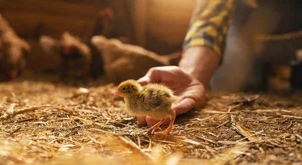 Chicken Farmer Putting Newborn Chicken Her Hand Henhouse — Stock Photo, Image