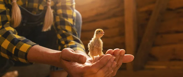 Close Young Chicken Famer Woman Hands Henhouse — Stock Photo, Image