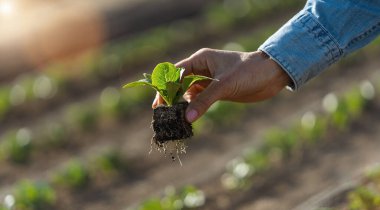 Elinde kök salmış lahana tohumu tutan kadın bahçıvan. Lahana ekiyorum. Organik tarım, bahçıvanlık ve ev yapımı gıda imajı.