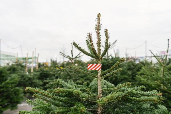 Χριστουγεννιάτικα Δέντρα Στην Αγορά Των Αγροτών Προς Πώληση — Φωτογραφία Αρχείου