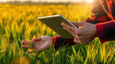 Hasat zamanı tarladaki çiftçi tabletle kontrol ediyor.