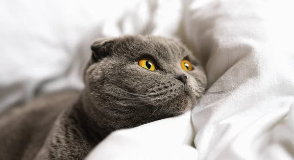 sleepy cat lies on the bedspread Domestic animal, scottish fold cat.