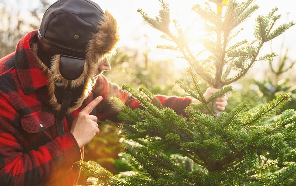Bărbat Care Caută Cumpere Pom Crăciun Îndreptându Degetul Spre Copacul — Fotografie, imagine de stoc