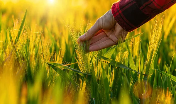 Rolnik Polu Podczas Zbiorów Kontroluje Ucho Kukurydzy Zachodzie Słońca — Zdjęcie stockowe