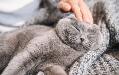 Kanepede uyuyan kediyi okşayan bir kadın. Evcil hayvan, İskoç kedisi.