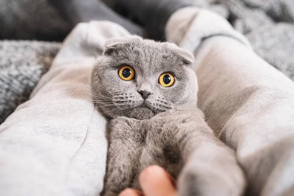 Cute scottish fold cat lying in its owner's lap or legs enjoying and looking. relaxing with pet on a sofa.