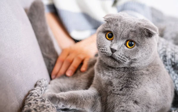 Cute scottish fold cat lying on a sofa and looks weird