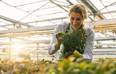 Mutlu kadın çiçekçi serada ya da bahçe merkezinde çiçek ve bitkilerle ilgileniyor.