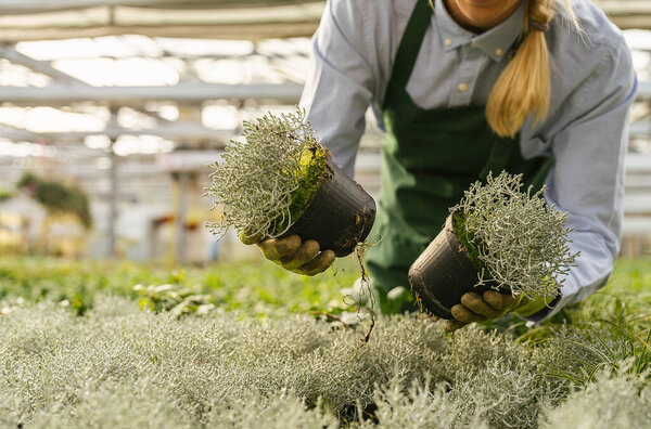 садовник с цветами для пересадки или для заказа в центре сада