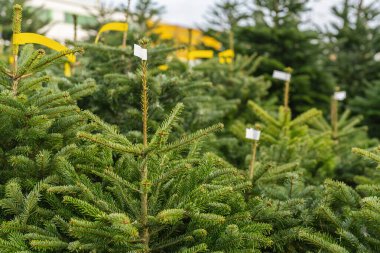 Sokak pazarında satılık Noel ağaçları