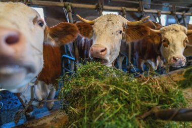 İnekler mandıra ahırındaki yabadan taze ot yiyorlar.